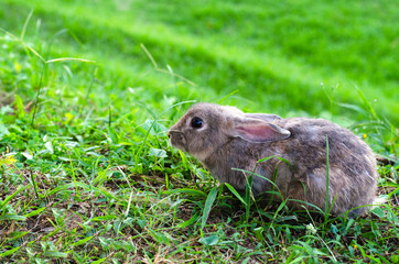 Cute Bunny rabbit on the grass.