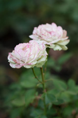 white pink roses. in natural habitat. background.
