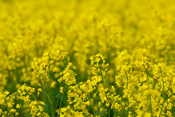 Oilseed rape