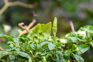 Green chili pepper in backyard garden.