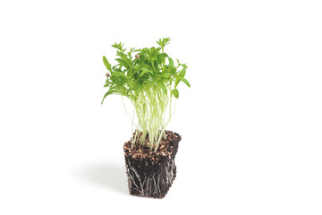 Naklejka premium Coriander confetti