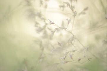 Abstract, flowers and grass in summer time, out of focus and blurred. Background with a dreamy look. Backdrop for montage, copy space with place for text, lettering.