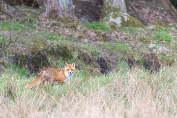 Red fox (vulpes vulpes) female, forest landscape, portrait photography, in spring time. Background with copy space and place for text, lettering.