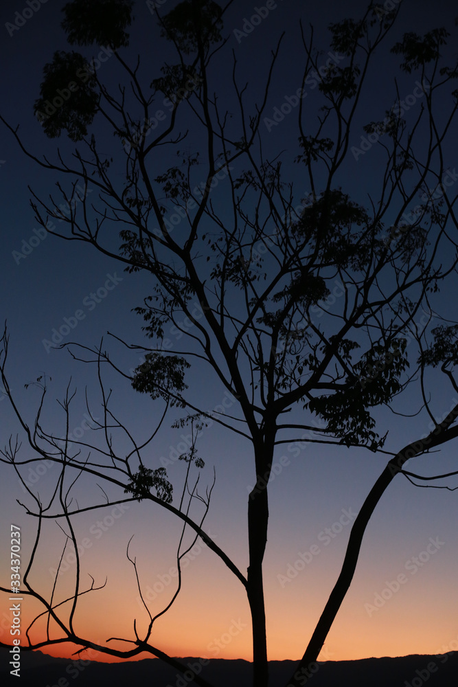 Poster silhouette of trees and backgrounds in the sky and mountains while the sun is about to set and light