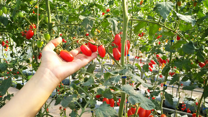 woman picking strawberries in garden