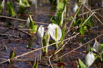 宮城県加美町、荒沢の水芭蕉