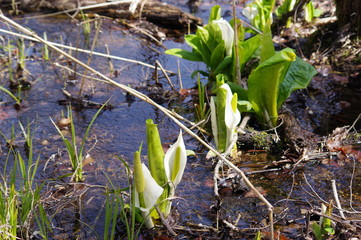 Fototapeta premium 宮城県加美町、荒沢の水芭蕉