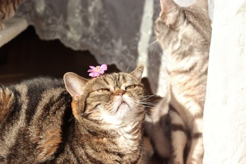 頭に花を乗せた猫アメリカンショートヘアー