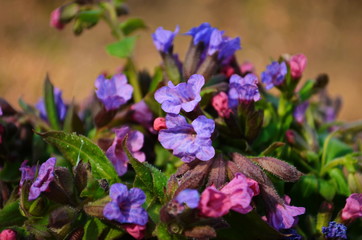 The bouquet of Pulmonaria or lungwort multicolor blue, magenta, red and purple blooming flowers
