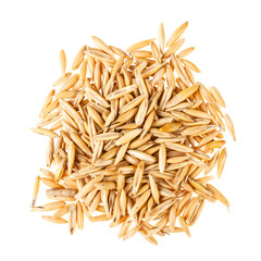 handful of dry seeds of cultivated oats isolated