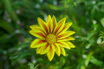 Beautiful yellow gazania flower blooms
