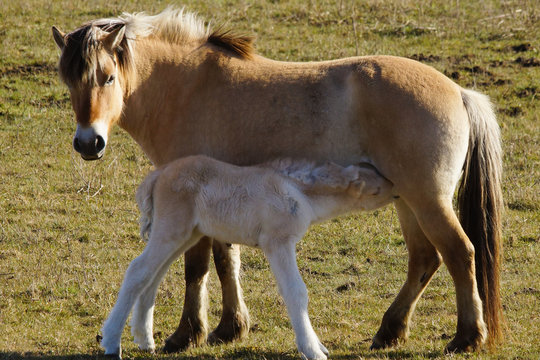 Fjord horse with drinking foal
