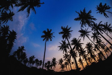 Fototapeta na wymiar Summer vacation and nature travel adventure concept. Tropical palm tree on sunset sky and clouds abstract background. Fish-eye lenses. Silhouette beautiful shot.