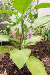 Purple eggplant flower. Eggplant grows in the garden in a greenhouse.