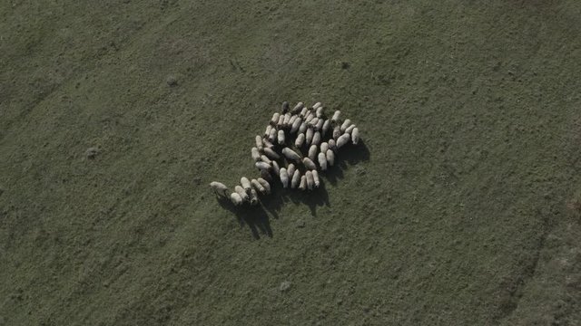 Aerial footage of sheep grazing on green meadow, field in mountains. View from drone. Farm animals. Agriculture. Village, countryside. Montenegro rural landscape.
