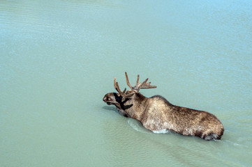 A big moose bull crossing river