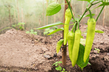 Hot green pepper grows on a branch in a greenhouse. Growing vegetables at home. Copy space