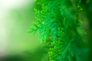 Oriental Arborvitae leaf tree