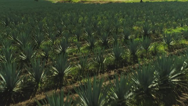 Nature Green tequila Jalisco Mexico