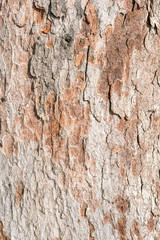 Light brown bark of an old tree as a natural background or texture for design.