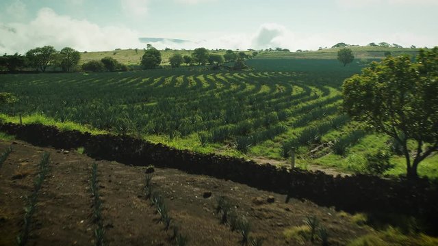 Nature Green tequila Jalisco Mexico