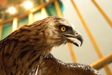 Fototapeta premium Portrait of Golden Eagle 