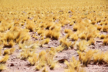 Peruvian feathergrass in the Puna de Atacama, Argentina
