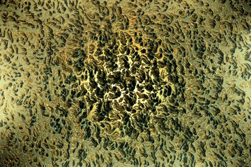 Patrón floral abstracto con textura de un prado y plantas silvestres. Fondo verde vintage   sin costuras. Diseño para pañuelo de seda o para imprimir sobre tela o papel.