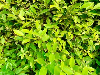 green leaves background