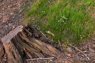 stump in forest