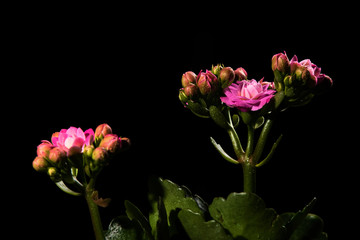 Fototapeta premium Kalanchoe or Widow's Thrill plant flowers in full bloom and buds