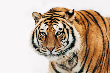 Fototapeta na wymiar Close-up portrait of a beautiful tiger isolated on a white background.