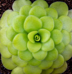 common butterwort closeup