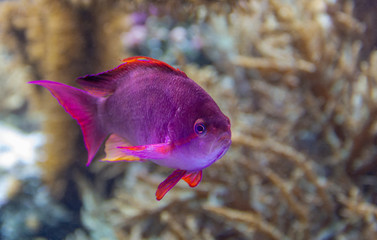 purple coral fish