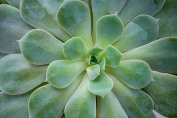 echeveria plant closeup