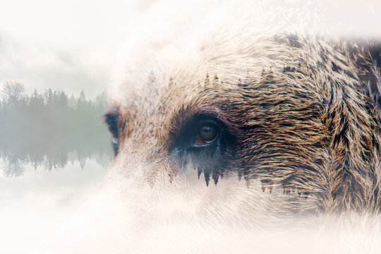 Minimal stile double exposure with a bear and forest