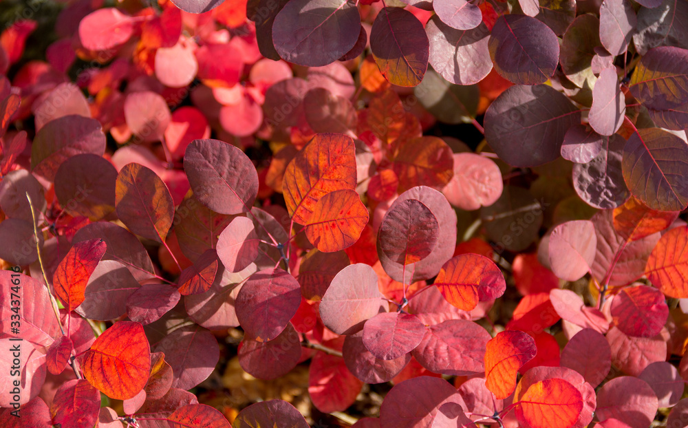 Sticker sunny red leaves