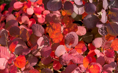 Fototapeta na wymiar sunny red leaves