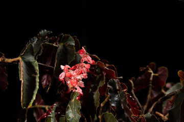 Begonia plants 