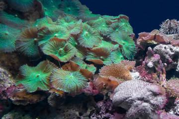coral reef scenery