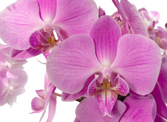 Fototapeta na wymiar orchid flowers closeup