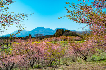長湯の桜