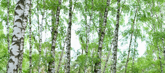 Panele Szklane  tle przyrody. Letni krajobraz z brzozowym lasem. Białe brzozy z zielonymi liśćmi. transparent. kopiuj przestrzeń