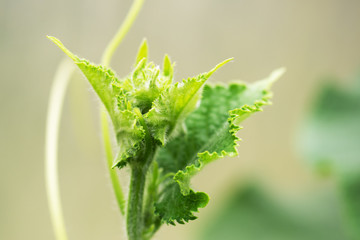 Leaves and ovaries of a young cucumber in a greenhouse. Growing vegetables. Selective focus.