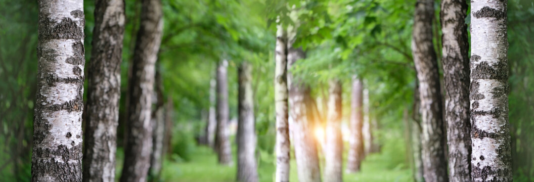 abstract nature background. Summer landscape. birch tree forest. White birches with green leaves. banner. copy space