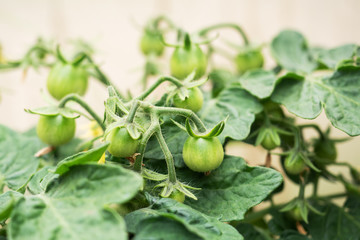 Green tomatoes on a branch grow in a greenhouse.