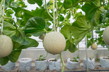 Fresh melons or green melons or cantaloupe melons plants growing in greenhouse supported by string melon nets.