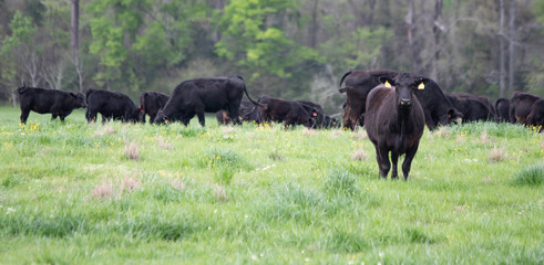 Agricultural banner Angus crossbred herd in spring pasture