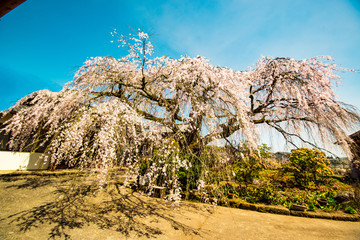 Fototapeta na wymiar 白丹の枝垂れ桜