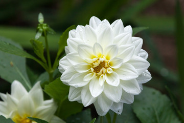 Delicate white petals wearing drops of rain, a dahlia (Asteraceae) blooms in the garden.